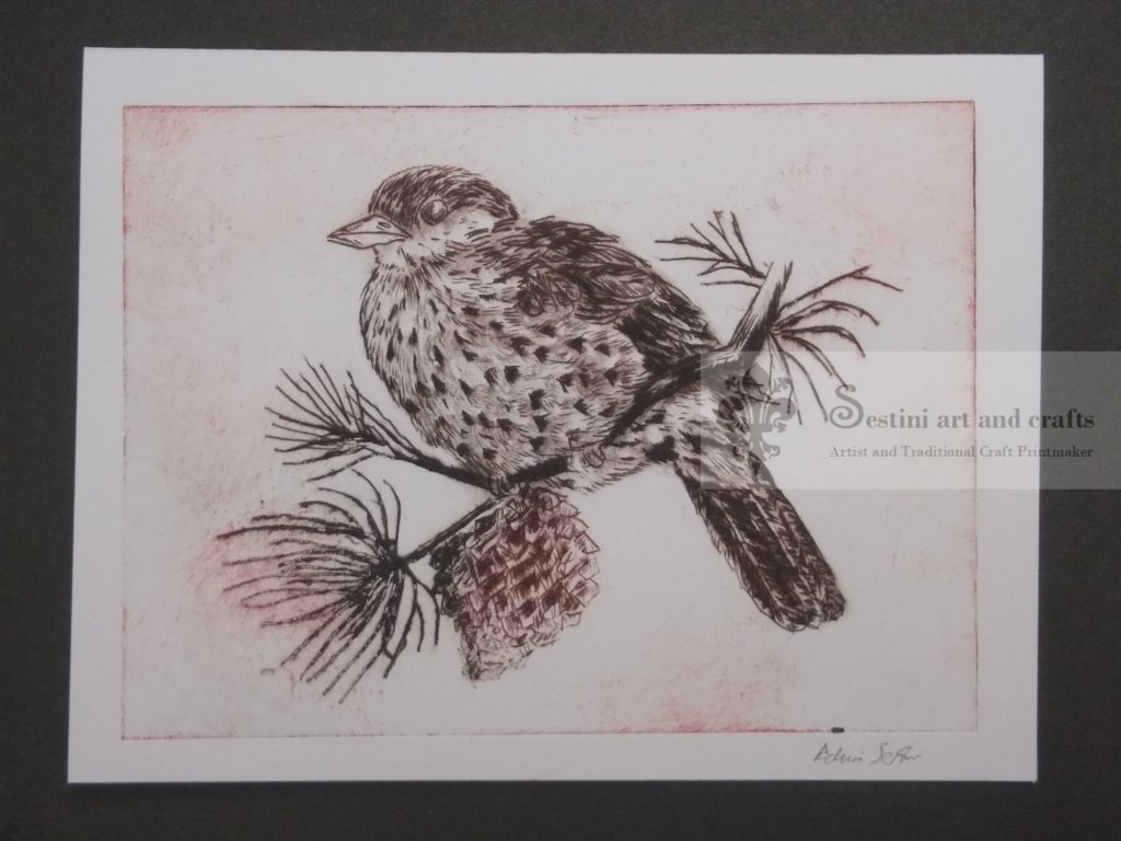 Hand engraved dry point of UK birds